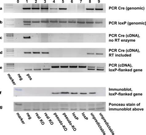 generic cre genotyping